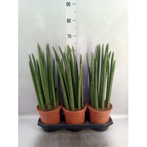 Sansevieria cyl.  ...