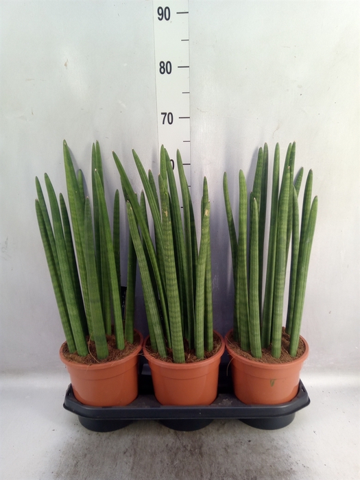 Sansevieria cyl.  ...