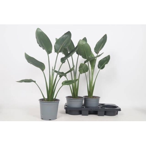 Strelitzia Regin Bl