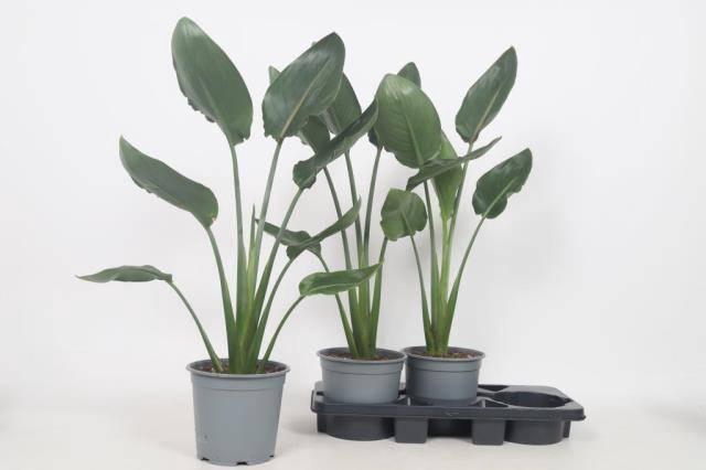 <h4>Strelitzia Regin Bl</h4>