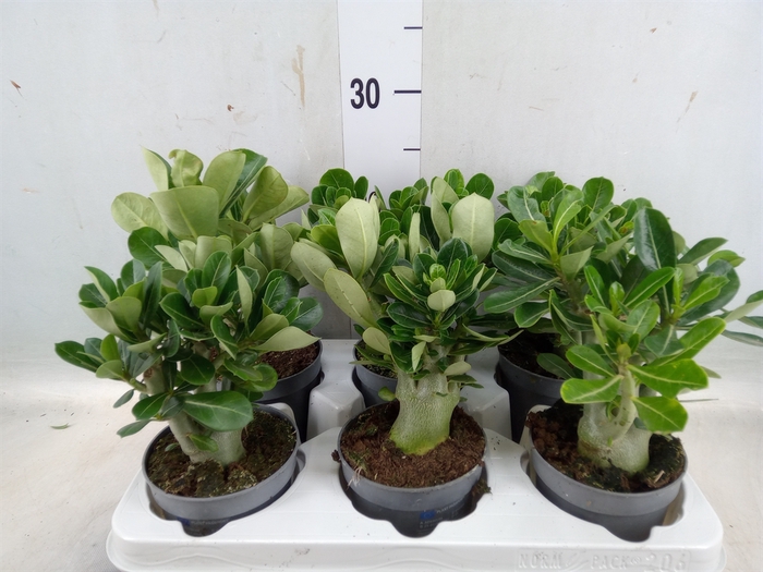 <h4>Adenium obesum</h4>