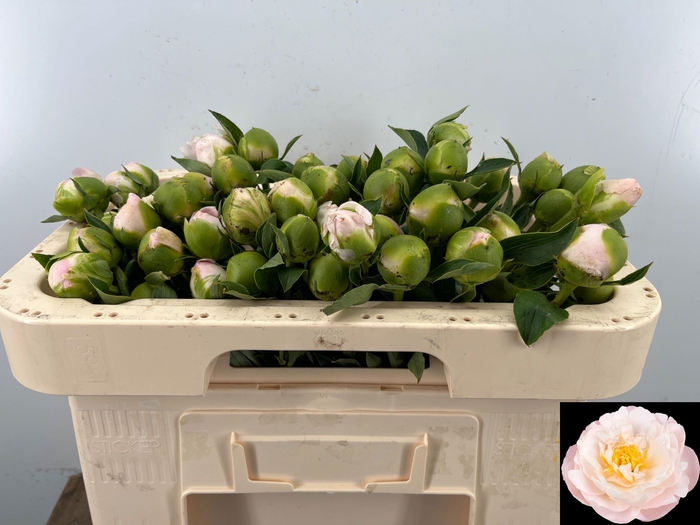 <h4>PAEO L MISS AMERICA</h4>