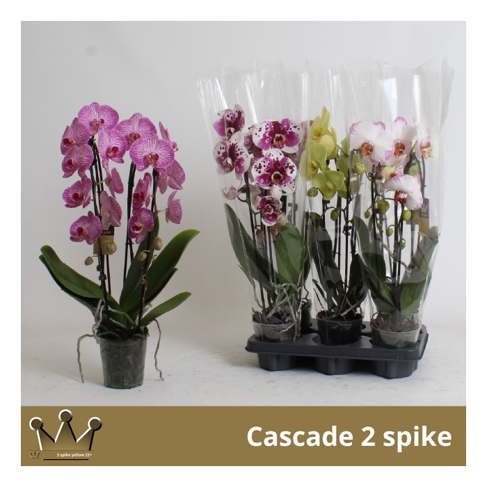 <h4>Phalaenopsis Elegans Cascade 12Ø 60cm 2st 16fl</h4>