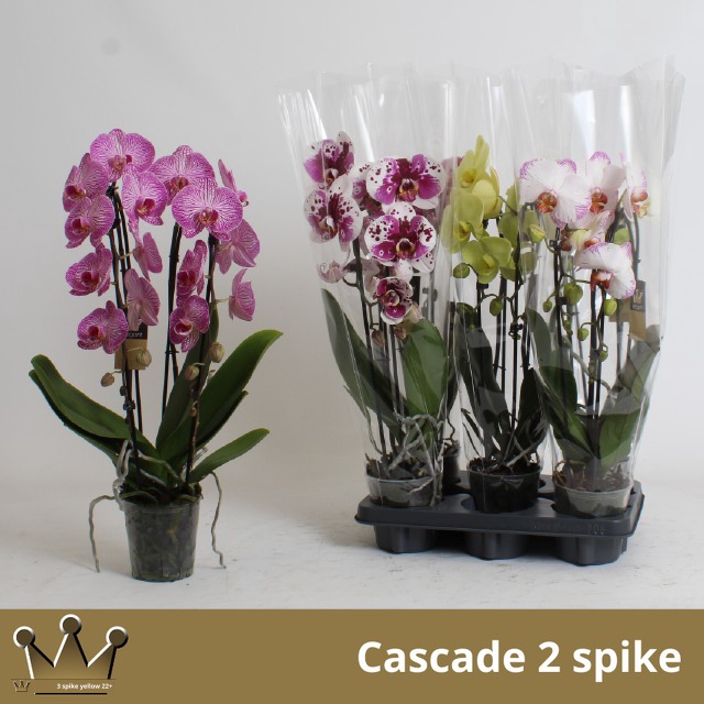 PHAL EL CASCADE