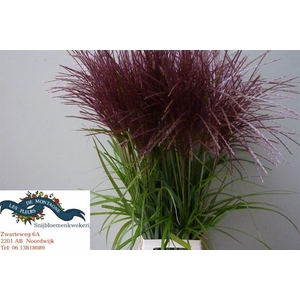 MISCANTHUS SINENSIS