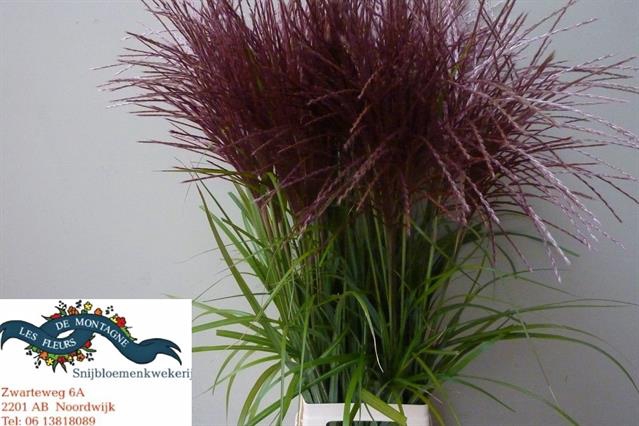 <h4>MISCANTHUS SINENSIS</h4>