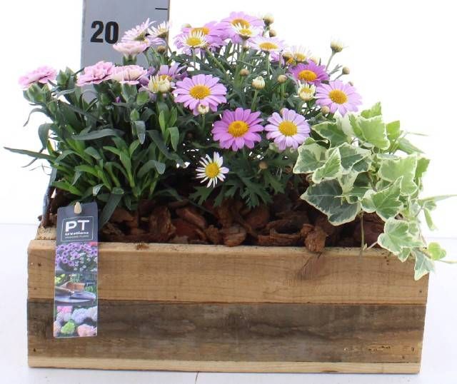 <h4>ARR TUINPLANTEN</h4>
