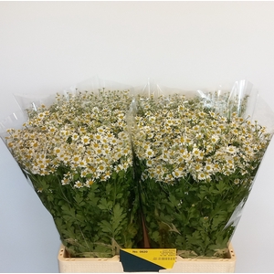 TANA PA SINGLE VEGMO