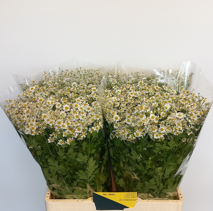 <h4>TANA PA SINGLE VEGMO</h4>