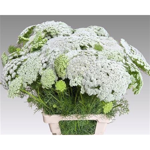 Ammi Vis Casablanca