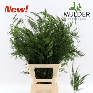 Asparagus Pyramidalis 80 cm X50 Mulder