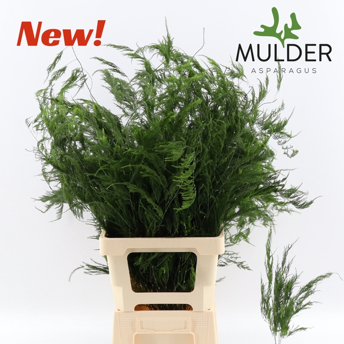 <h4>Asparagus Pyramidalis 80 cm X50 Mulder</h4>