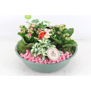 arr2 PL - Zink schaal groen - roze