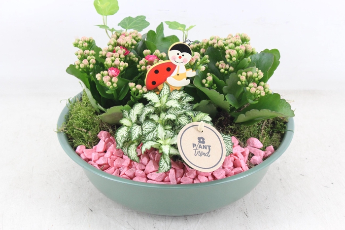 <h4>arr2 PL - Zink schaal groen - roze</h4>