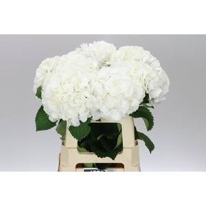 Hyd Princes White