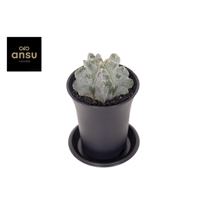 Astrophytum Myriostigma Kikko Onzuka
