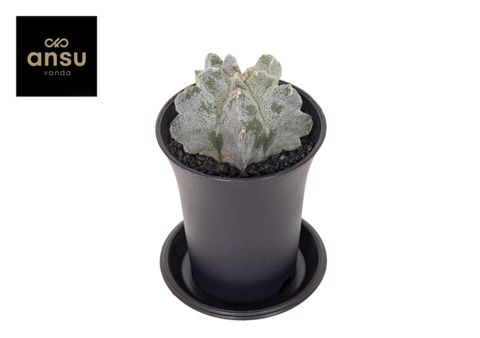 <h4>Astrophytum Myriostigma Kikko Onzuka</h4>