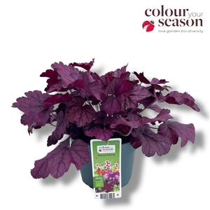 Heuchera biologisch Pink NL-BIO-01