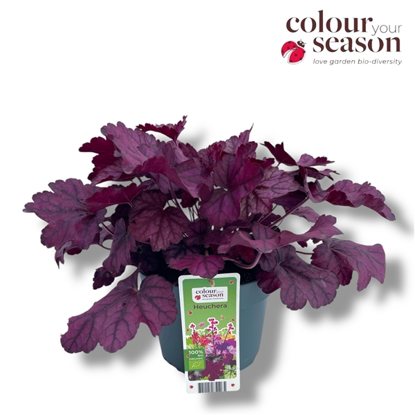 <h4>Heuchera biologisch Pink NL-BIO-01</h4>
