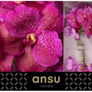 Vanda Su Mag Fuchsia