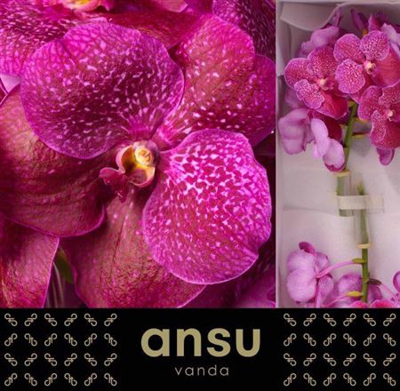 <h4>Vanda Su Mag Fuchsia</h4>