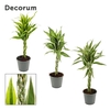 Dracaena Sanderiana vlecht mix 12 cm (Decorum)