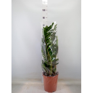 Zamioculcas zamiifolia