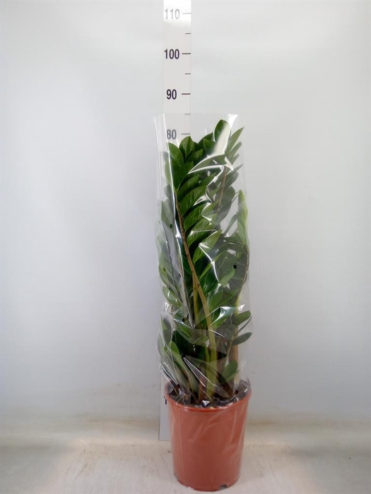 <h4>Zamioculcas zamiifolia</h4>
