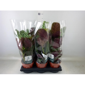 Ctenanthe burle-marxii