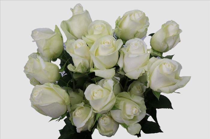 <h4>Rosa ec proud</h4>