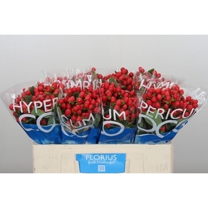 Hypericum Coco Rio