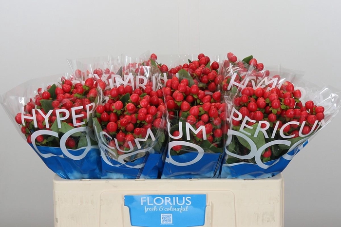 <h4>Hypericum Coco Rio</h4>