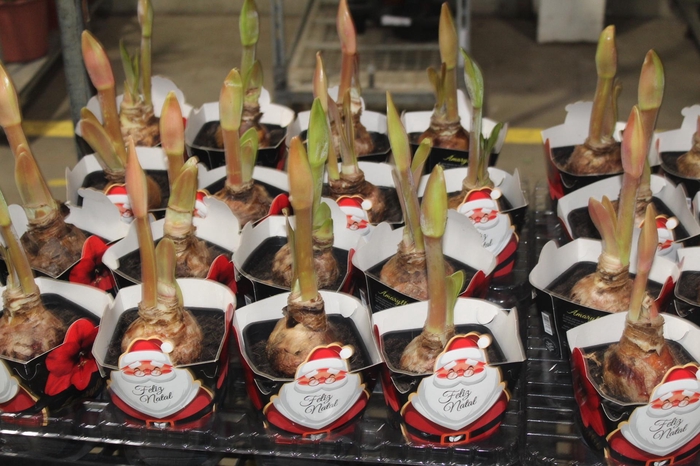 <h4>AMARYLLIS P14</h4>