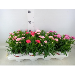 Dianthus   ...mix