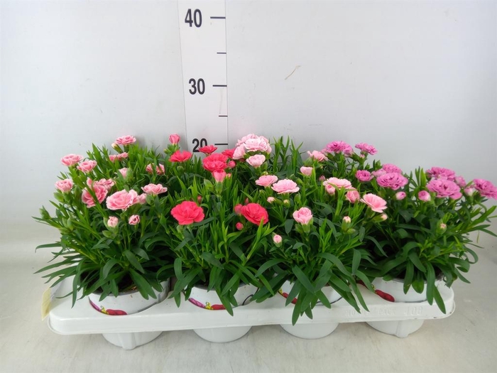 <h4>Dianthus   ...mix</h4>
