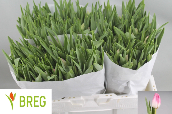 <h4>TU EN FIRST CLASS</h4>