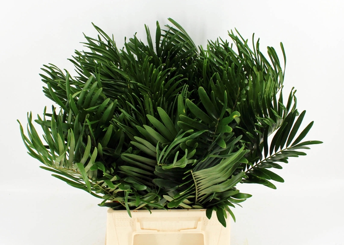 <h4>Zamia floridana</h4>