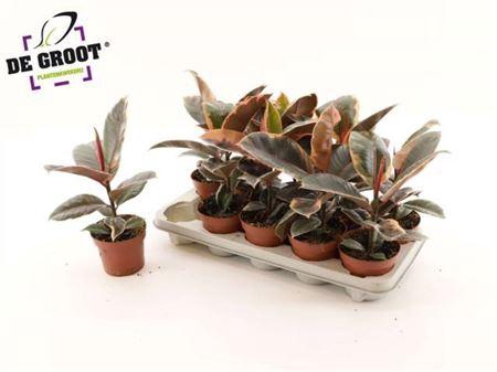 <h4>Fic El Belize</h4>