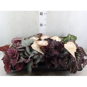 Begonia BD rex   ...mix