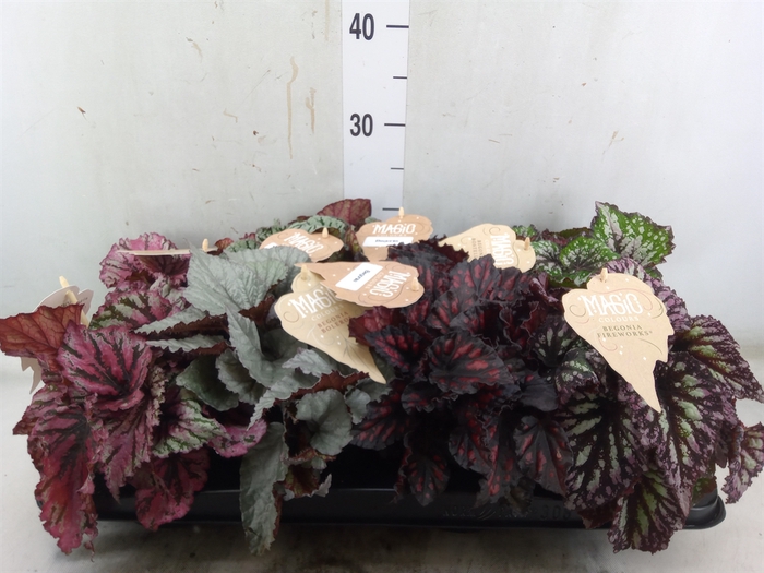 <h4>Begonia BD rex   ...mix</h4>