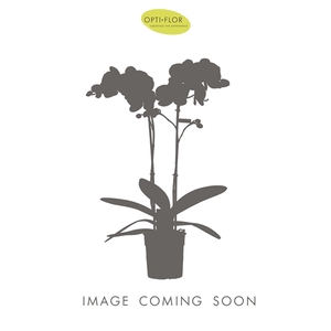 Formidablo 12cm Niagara Falls in Emilia White Aquo
