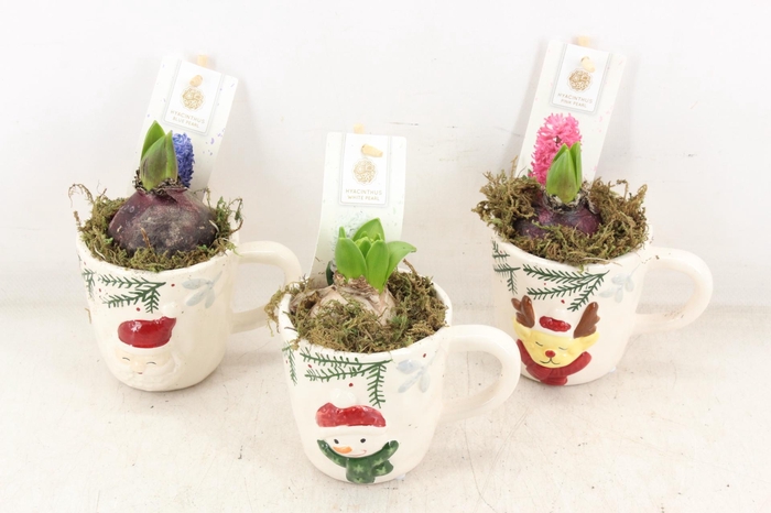 <h4>arr4 Hyacint FL - Coffee cup x9</h4>