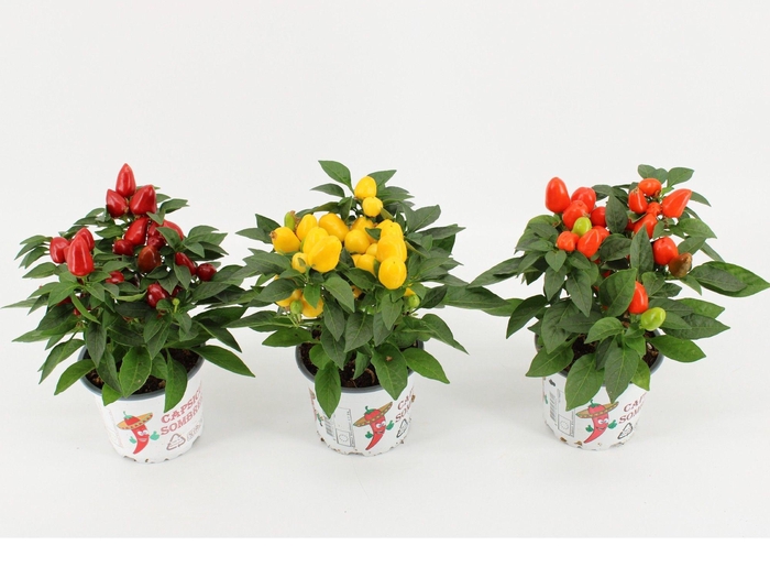 <h4>Capsicum Annuum Mambo mix</h4>