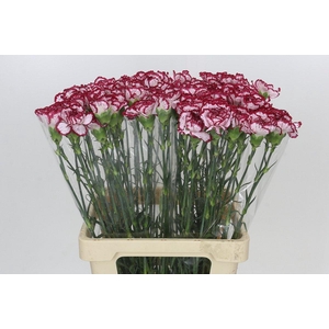 Dianthus St Bacarat