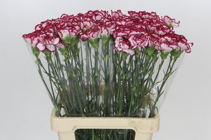 <h4>Dianthus St Bacarat</h4>
