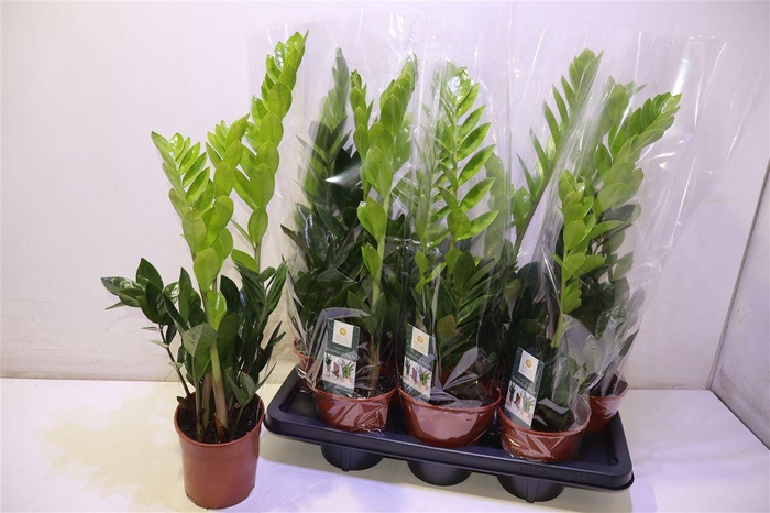 <h4>arr8 Zamio Zamiifolia</h4>