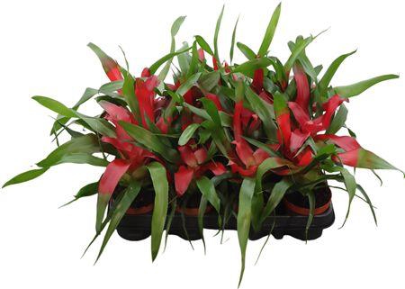 <h4>Neoregelia Caroline</h4>