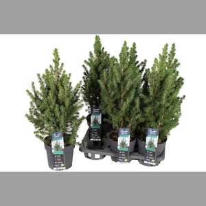 PICEA GL CONICA 50 CM
