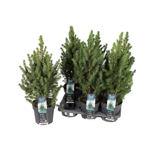 PICEA GL CONICA