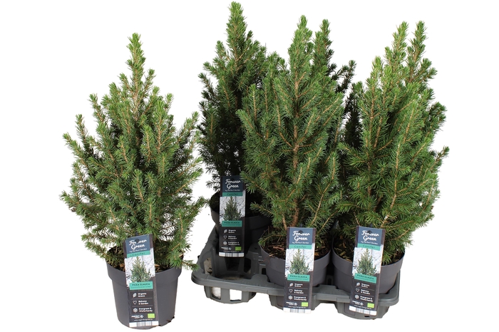 <h4>PICEA GL CONICA</h4>